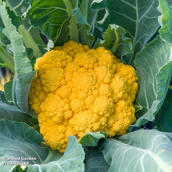 Cauliflower Colour Trio