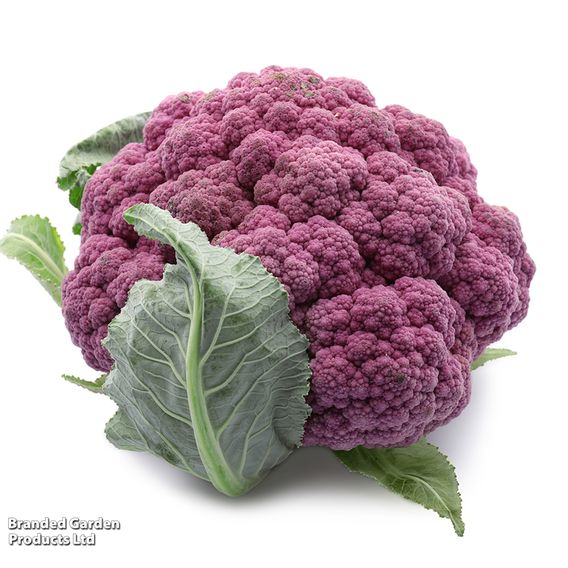 Cauliflower 'Depurple'
