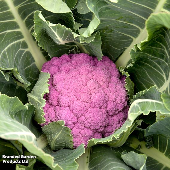 Cauliflower 'Depurple'