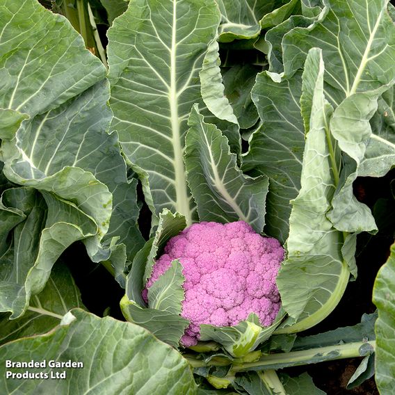 Cauliflower 'Depurple'