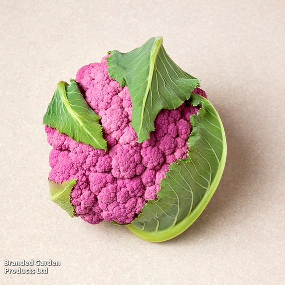 Cauliflower 'Depurple'