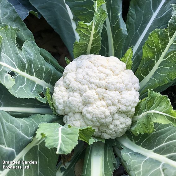 Cauliflower F1 'Seoul' - Seeds