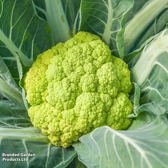 Cauliflower Colour Trio