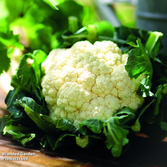 Cauliflower 'Igloo' - Seeds