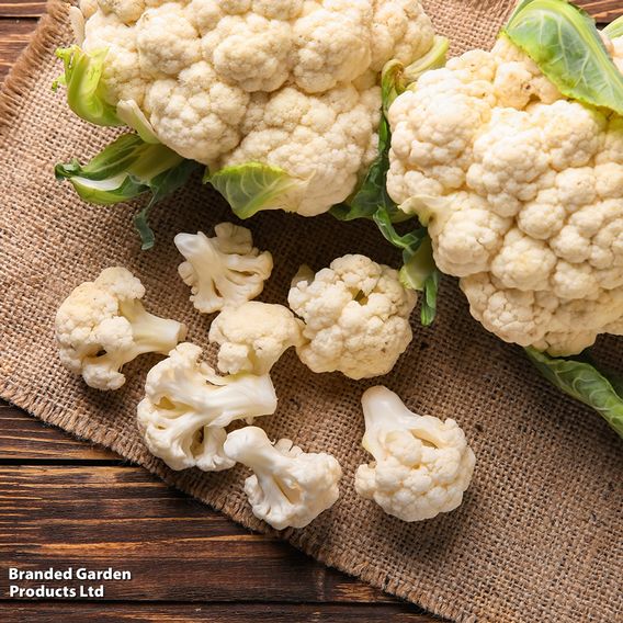 Cauliflower 'Igloo' - Seeds