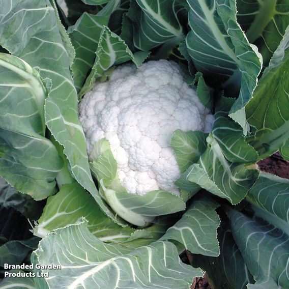 Cauliflower 'Jamaica' F1 - Seeds