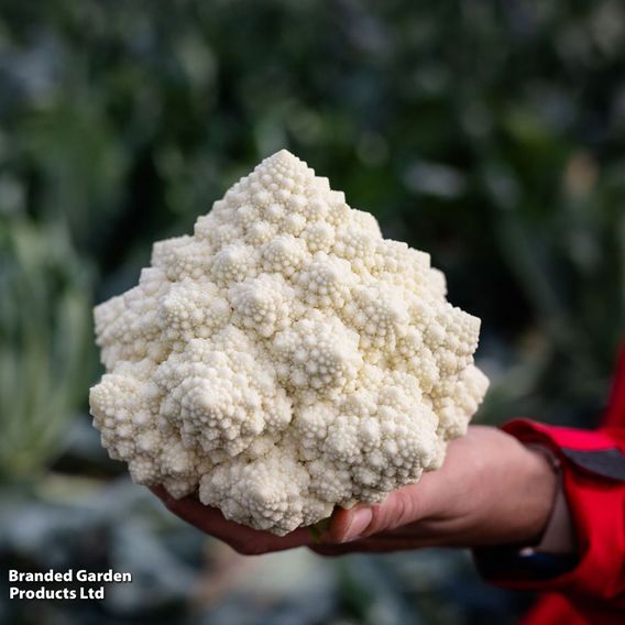 Cauliflower 'Cartesio' F1 - Seeds