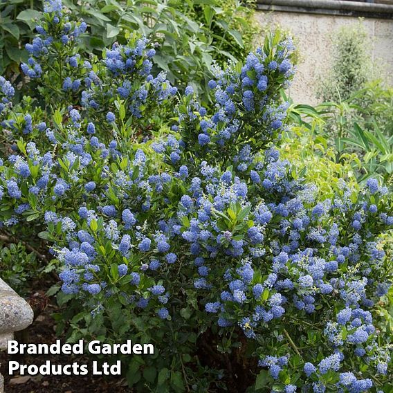 Ceanothus 'Blue Mound'