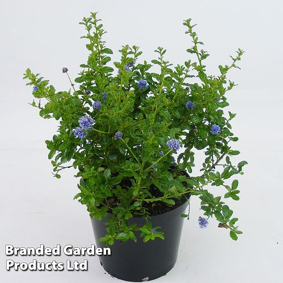 Ceanothus 'Blue Mound'