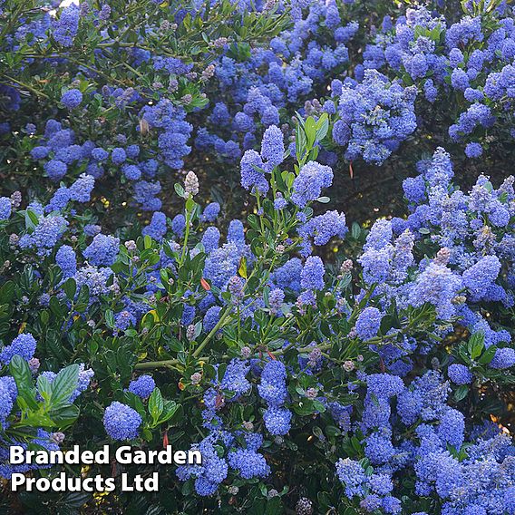 Ceanothus 'Blue Sapphire'