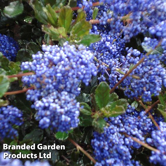 Ceanothus 'Blue Sapphire'