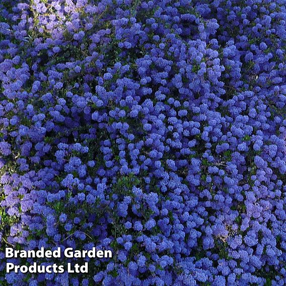 Ceanothus 'Blue Sapphire'