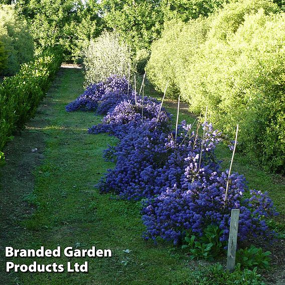 Ceanothus 'Blue Sapphire'