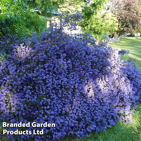 Ceanothus 'Blue Sapphire'