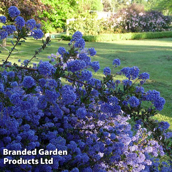 Ceanothus 'Blue Sapphire'