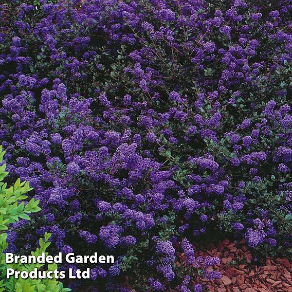 Ceanothus 'Blue Sapphire'