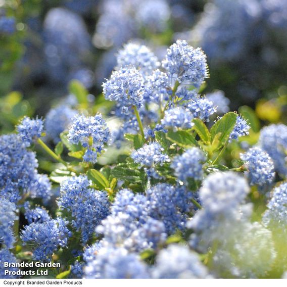 Evergreen Shrub Trio