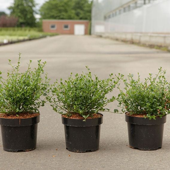 Ceanothus impressus 'Victoria'