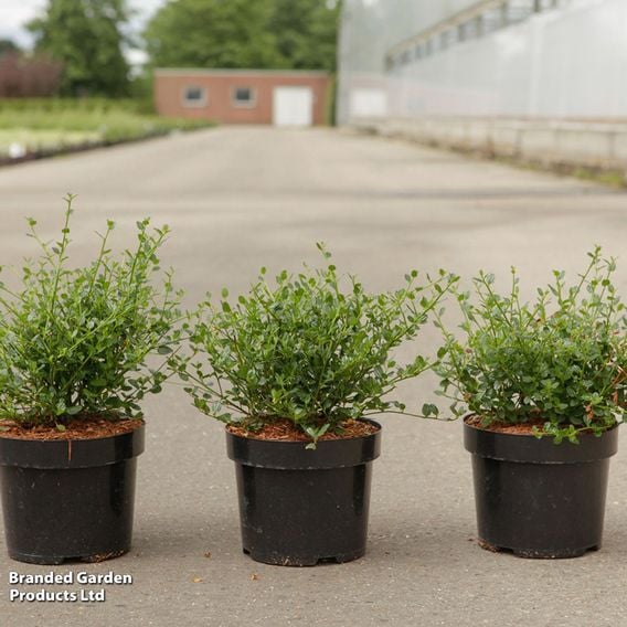 Ceanothus impressus 'Victoria'