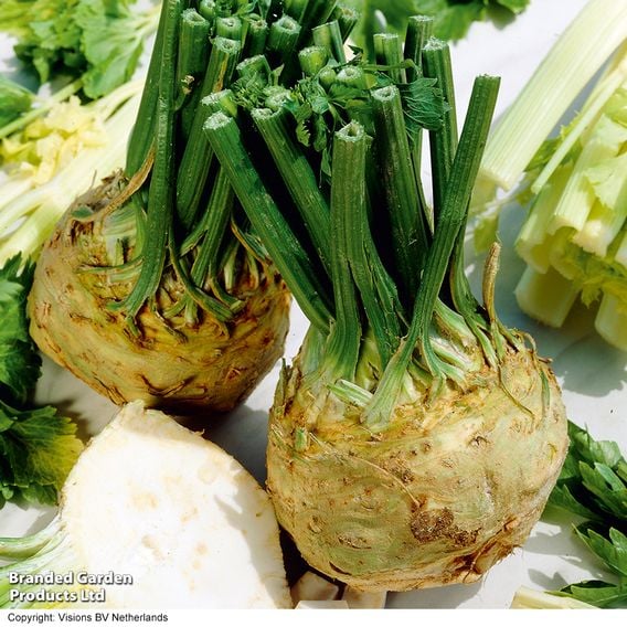 Celeriac 'Brilliant'