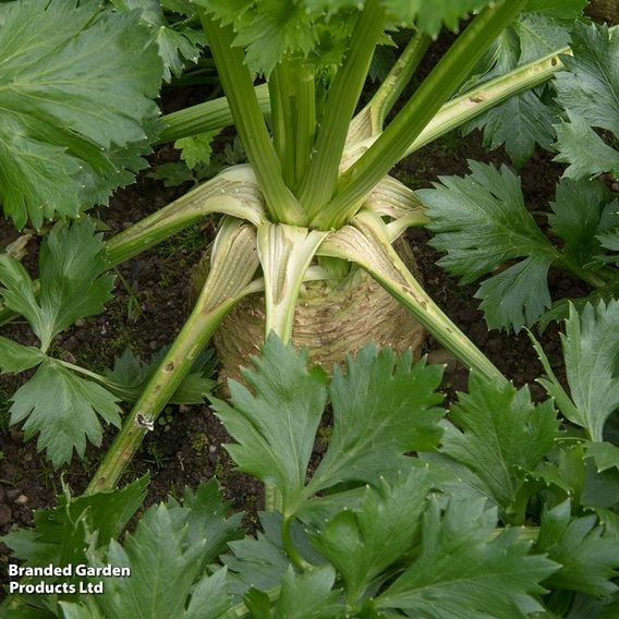 Celeriac 'Brilliant'