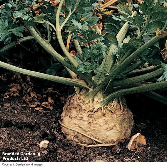 Celeriac 'Monarch' - Seeds