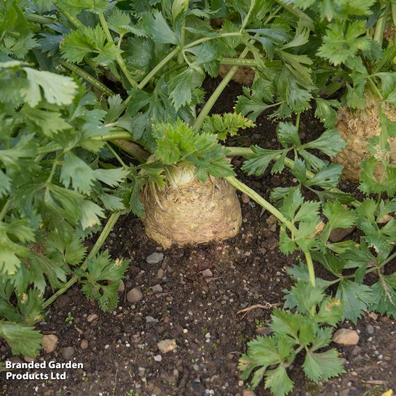 Celeriac 'Monarch' - Seeds