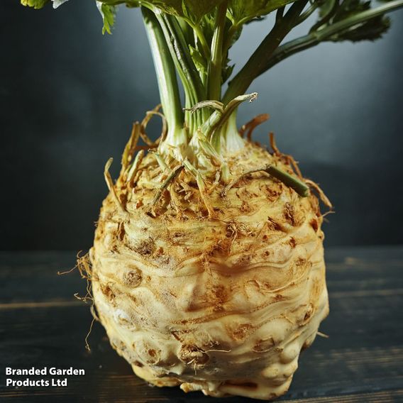 Celeriac 'Monarch' - Seeds