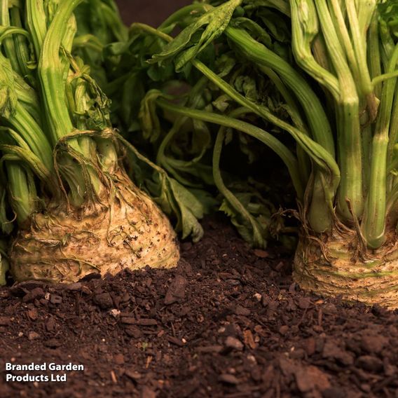 Celeriac 'Monarch' - Seeds