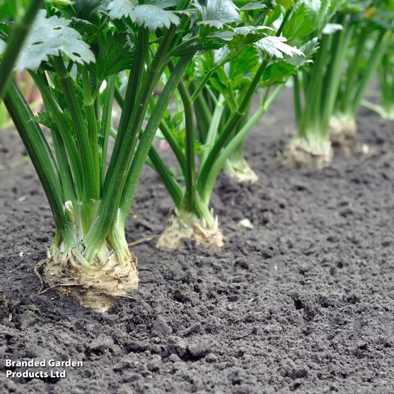Celeriac 'Monarch' - Seeds