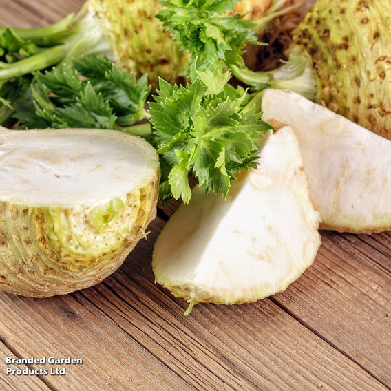 Celeriac 'Monarch' - Seeds