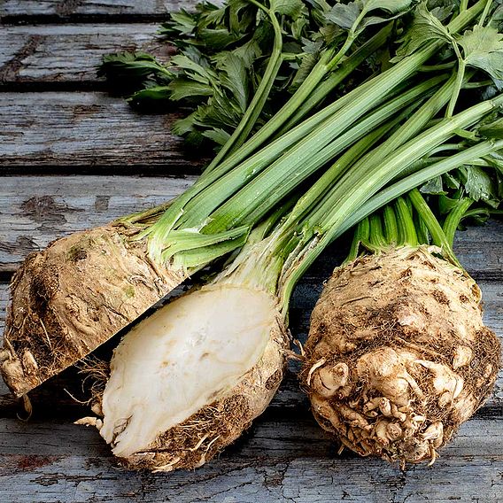 Celeriac 'Mars' - Seeds