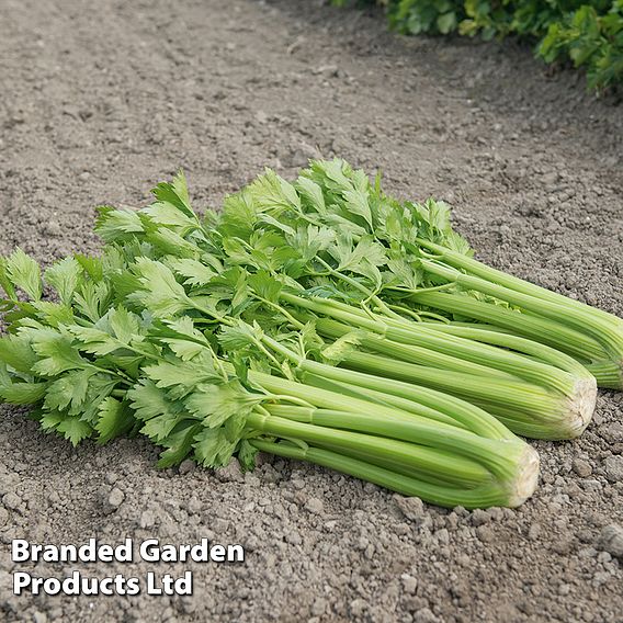 Celery Tango F1 Hybrid Seeds