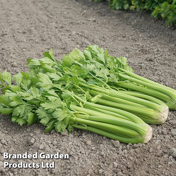 Celery 'Tango' F1 - Seeds