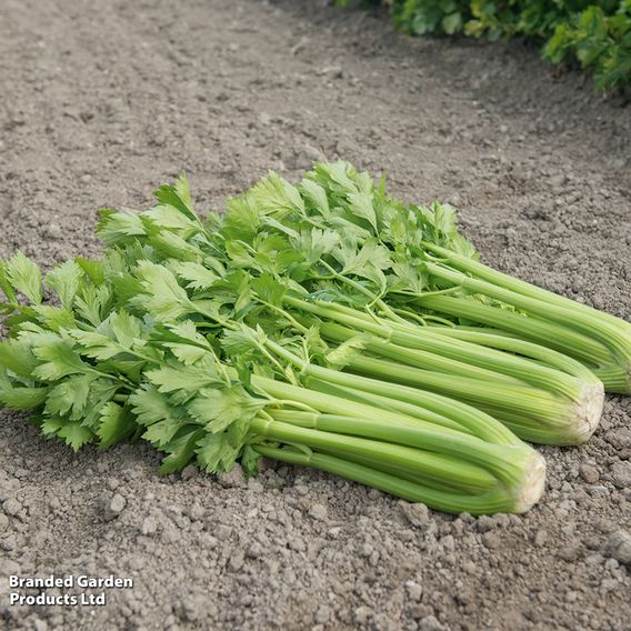 Celery 'Tango' F1 - Seeds
