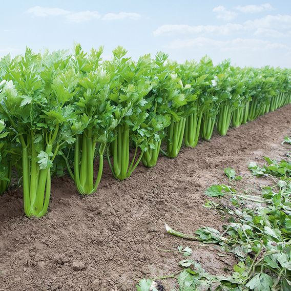 Celery 'Tango' F1 - Seeds