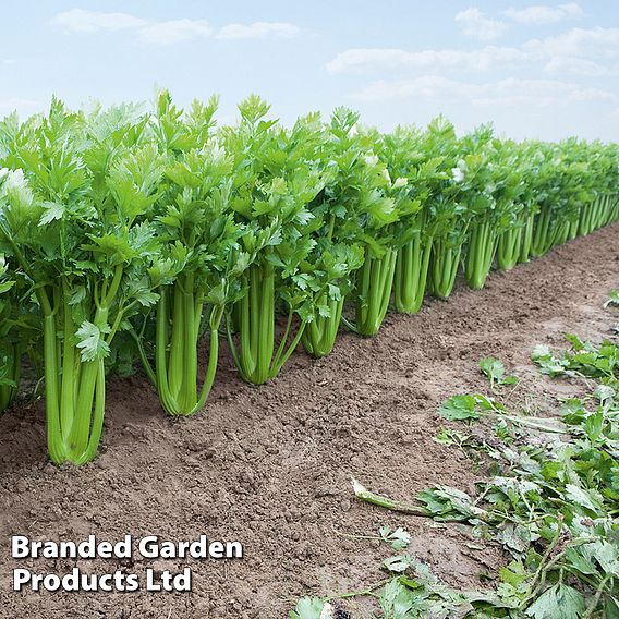 Celery 'Tango' F1 - Seeds