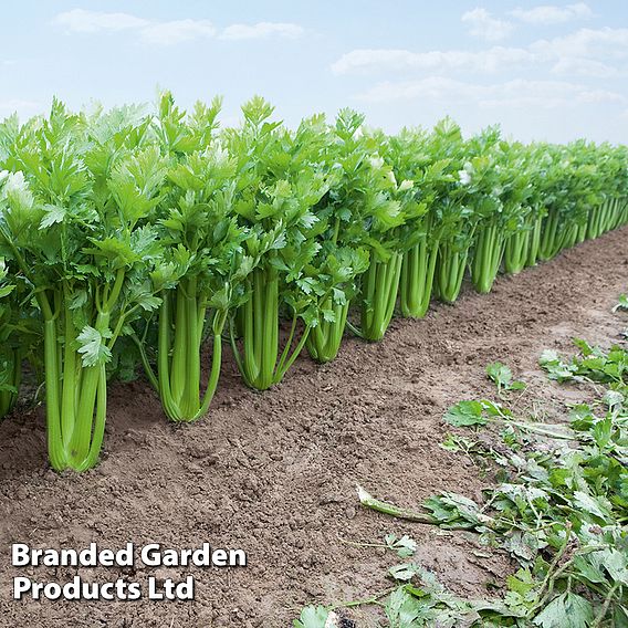 Celery Tango F1 Hybrid Seeds