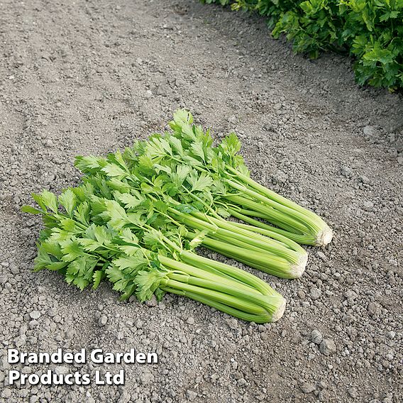 Celery 'Tango' F1 - Seeds