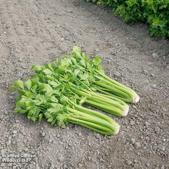 Celery 'Tango' F1 - Seeds
