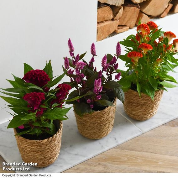 Celosia argentea cristata 'Tasty Twist Mix'