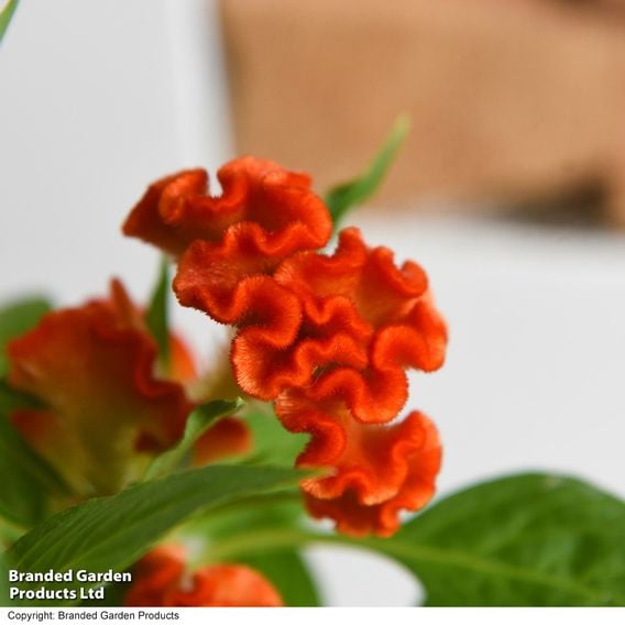 Celosia argentea cristata 'Tasty Twist Mix'