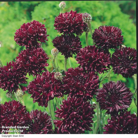 Cornflower 'Black Ball' - Seeds