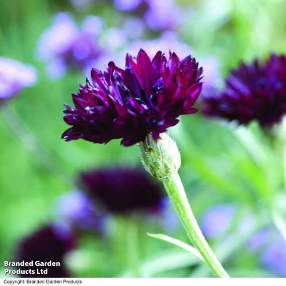 Cornflower 'Black Ball' - Seeds