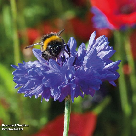 Cornflower 'Blue Diadem' - Seeds