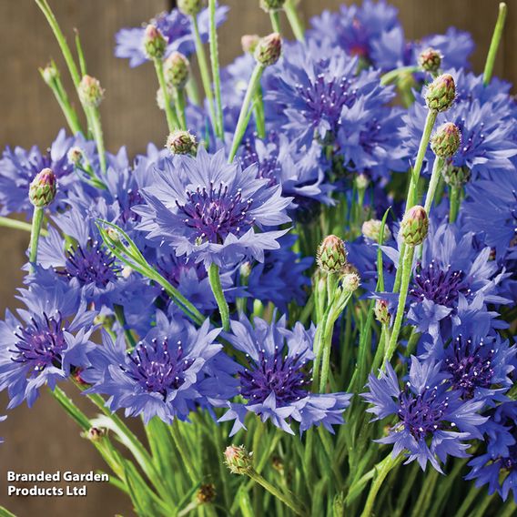 Cornflower 'Blue Diadem' - Seeds