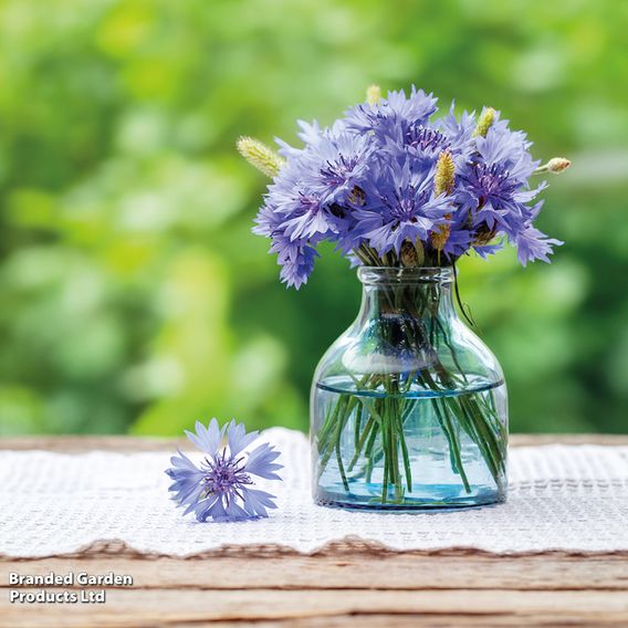 Cornflower 'Blue Diadem' - Seeds