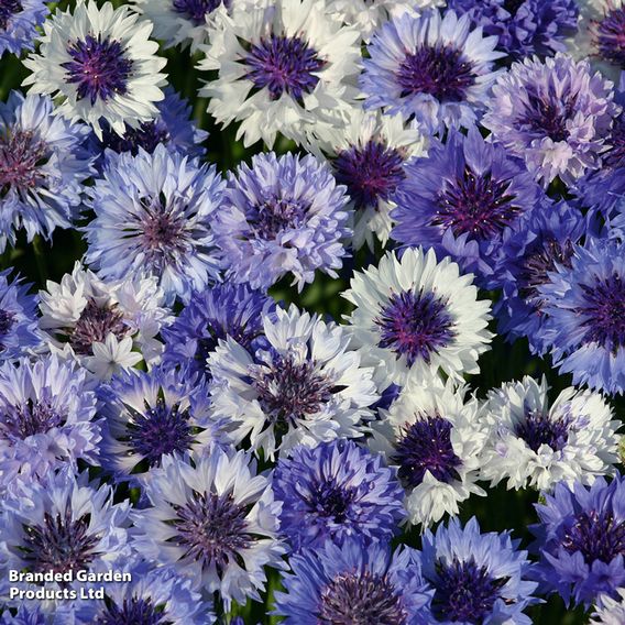 Cornflower 'Classic Fantastic' - Seeds