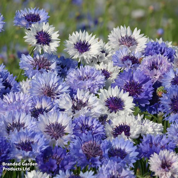 Cornflower 'Classic Fantastic' - Seeds
