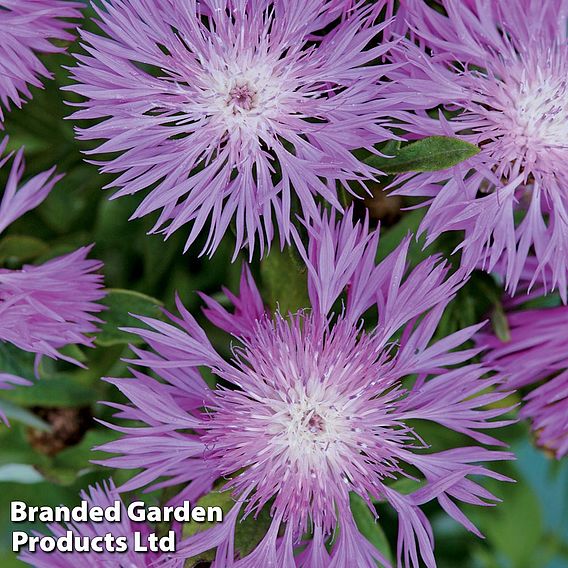 Centaurea dealbata